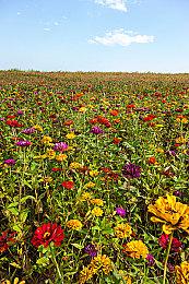 牌组构建类肉鸽游戏《骰子闯魔城》已在Steam平台正式推出 获特别好评